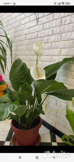 Женское счастье (разных сортов) коллекционные