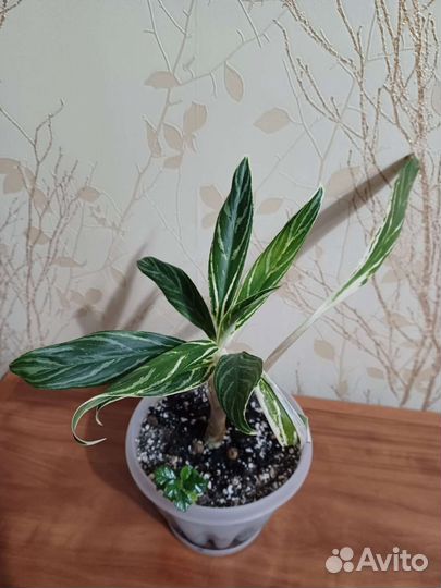 Аглонема, диффенбахии