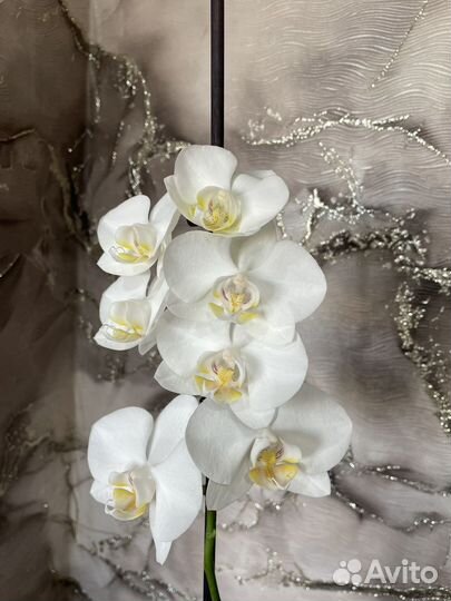 Орхидея фаленопсис