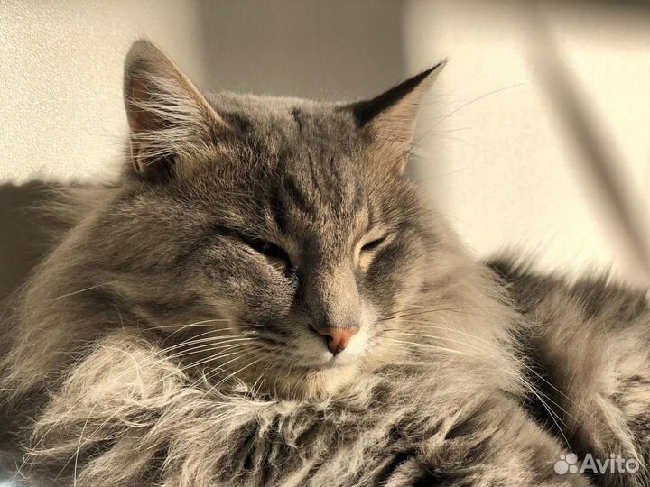 Сибирский кот