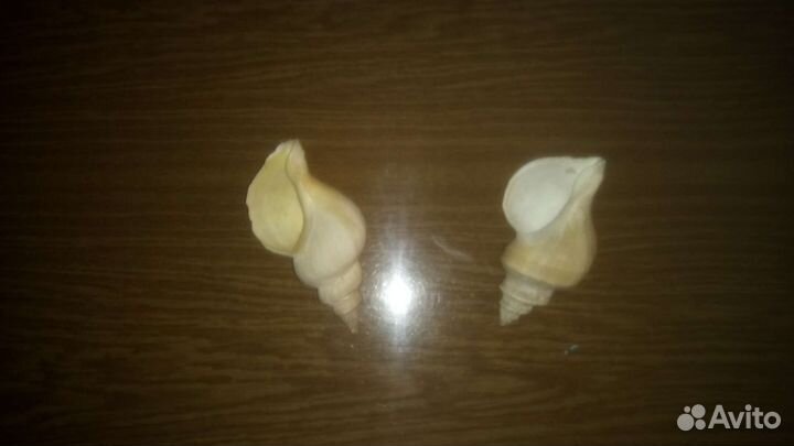 Раковины морские