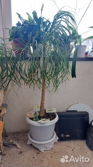 Нолина Бокарнея интерьерная (160-165 см от пола)