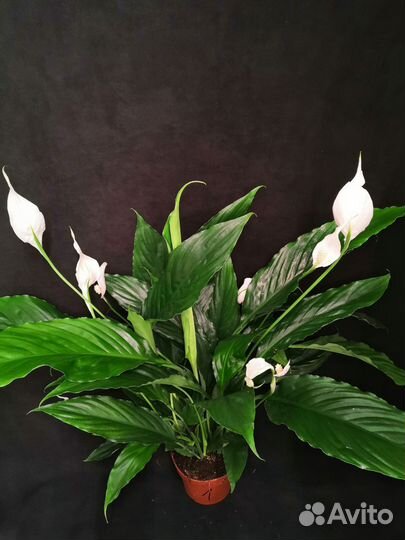 Спатифиллум или женское счастье 13/60-65