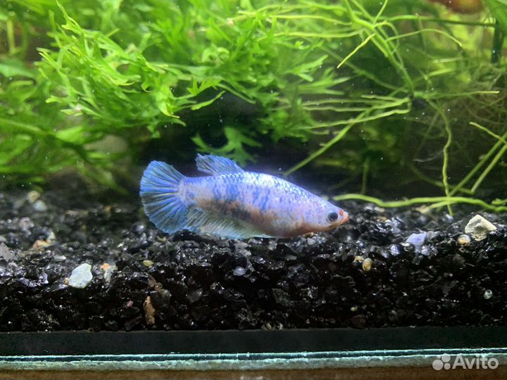 Рыбка петушок самка