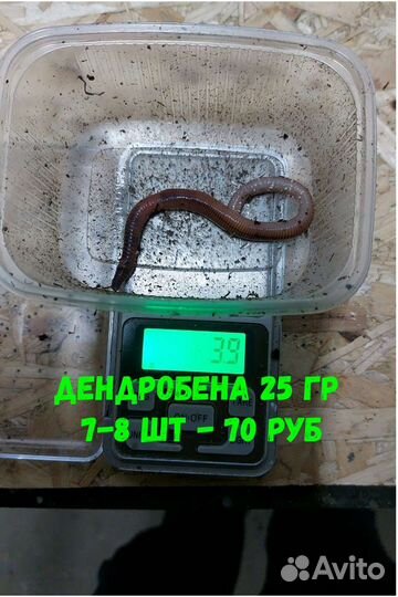 Черви для рыбалки 