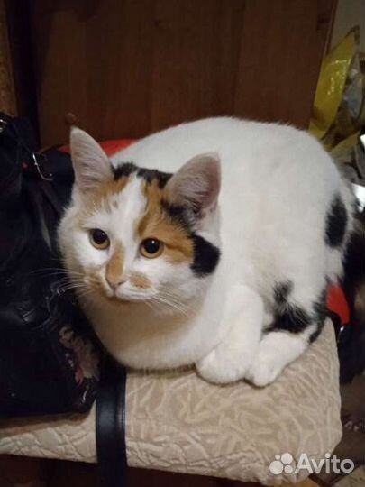 Кошка в дар бесплатно