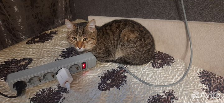 Одою в добрые руки кота и кошку