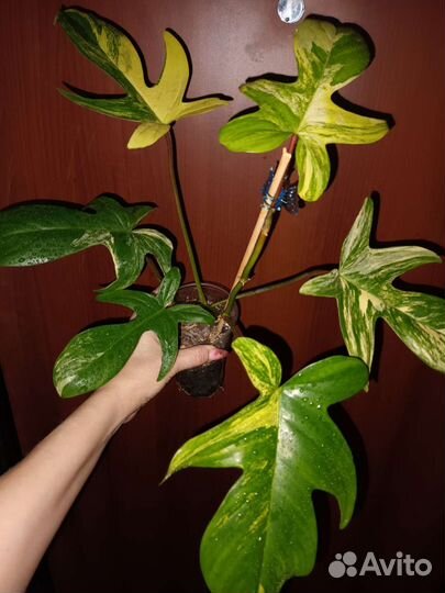 Филодендрон маска вариегатная