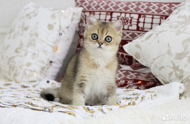 Британские котята золотые