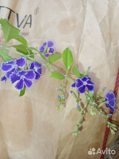 Дуранта фиолетовая