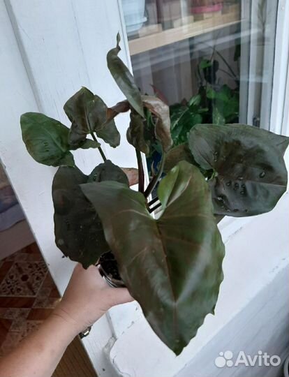 Сингониум Аron braun