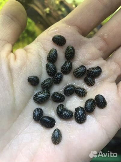 Аквариумная улитка теодоксус