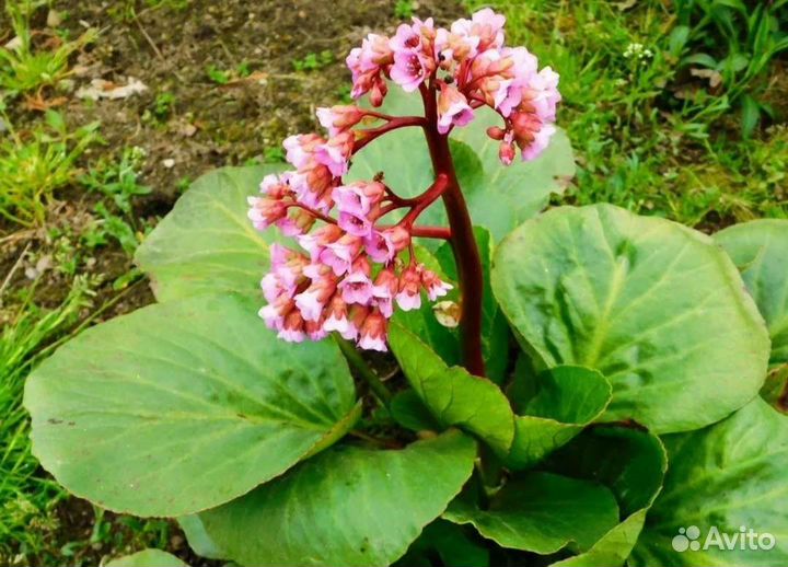 Медуница пятнистая. Бадан