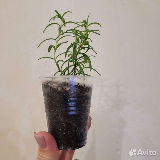 Розмарин (комнатный цветок)
