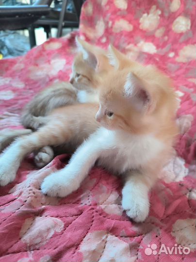 Отдам в добрые руки