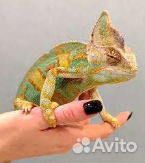 Передержка хамелеона и другой экзотики