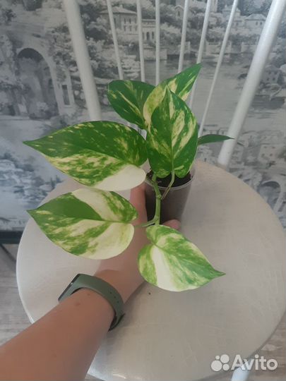 Эпипремнум глобал грин и золотистый