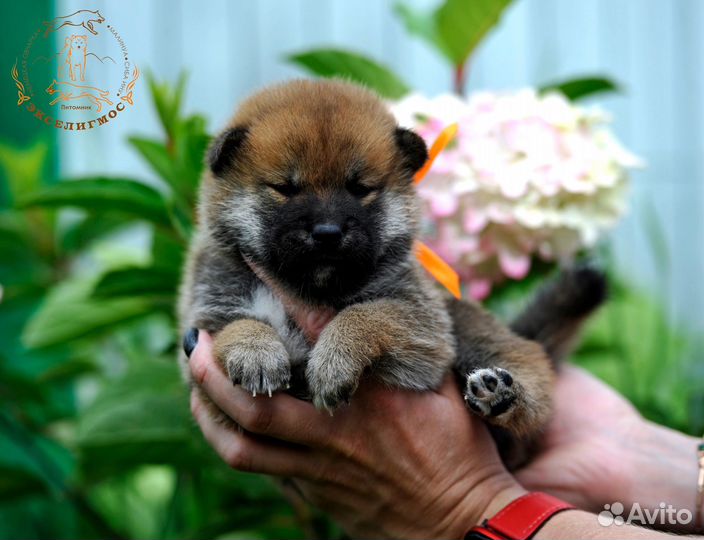 Щенки сиба ину. Питомник