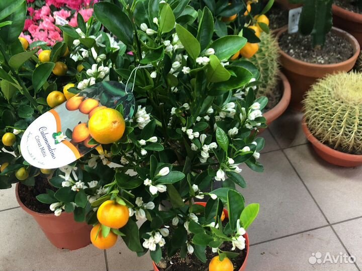 Цитрусовое дерево
