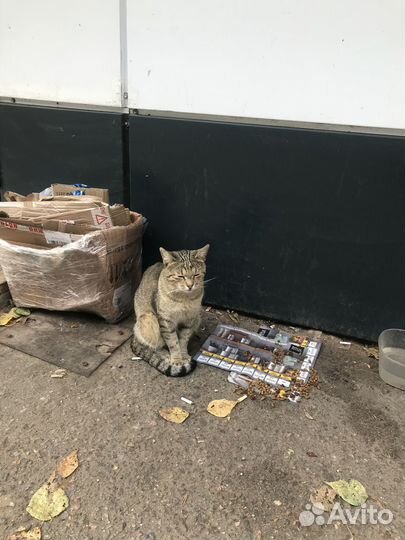 Кошки в добрые руки бесплатно