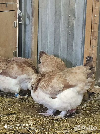 Фавероль лосось