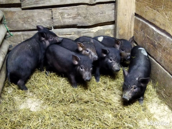 Поросята Кармалы