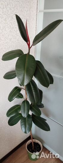 Фикус каучуконосный