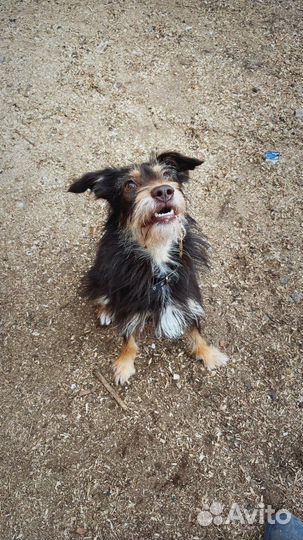 Маленькая собака ищет дом