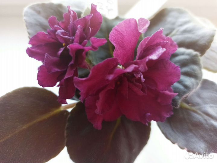 Молодая фиалка сорт черная роза, первое цветение