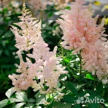 Бадан, Хризантема, Адонис, Астильба, Ясколка