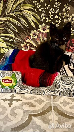 Кошка в дар бесплатно