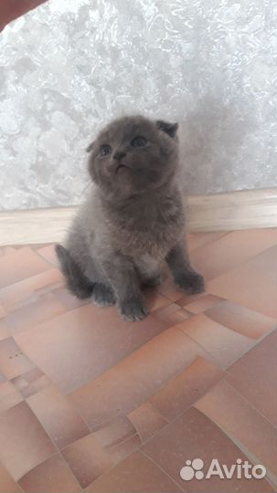 Шотландская