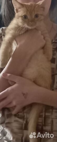 Котята