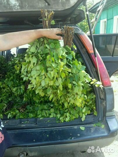 Веники березовые