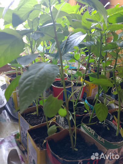 Рассада острого перца