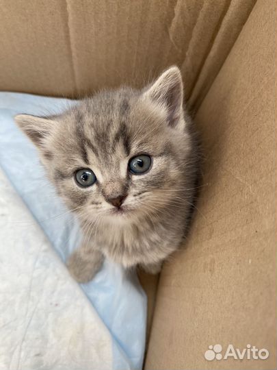 Шотландские котята
