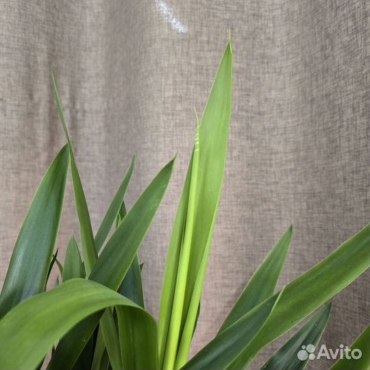 Юкка слоновая Элефант