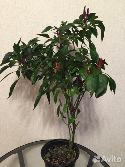 Перец комнатный острый с плодами