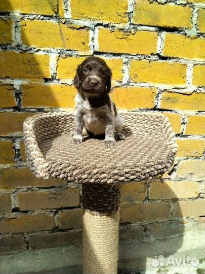 Русский спаниель