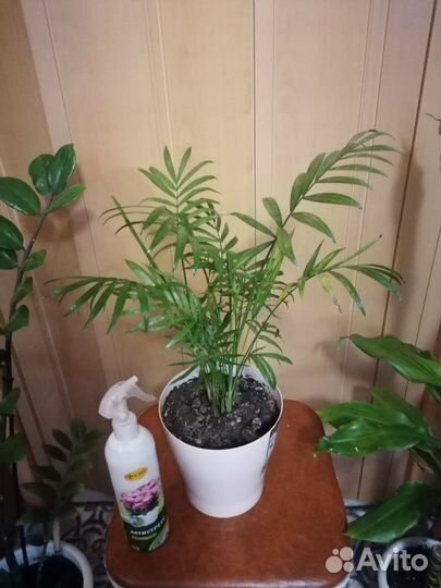 Пальма Хамедорея изящная