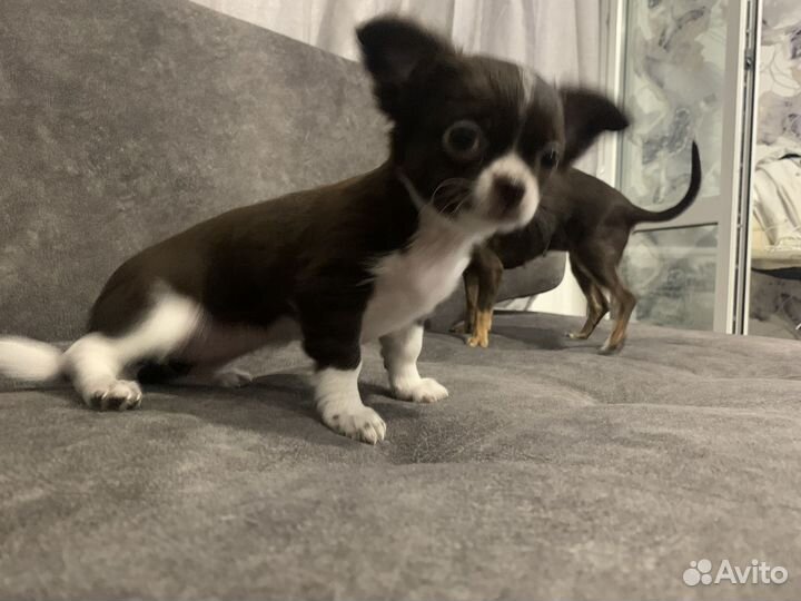 Щенки чихуахуа