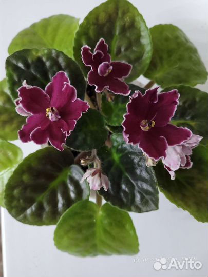 Листики фиалки