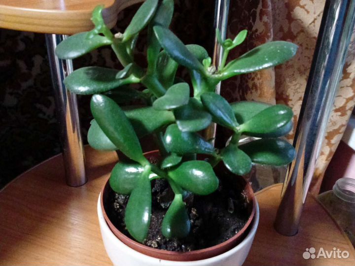 Денежное дерево, красула