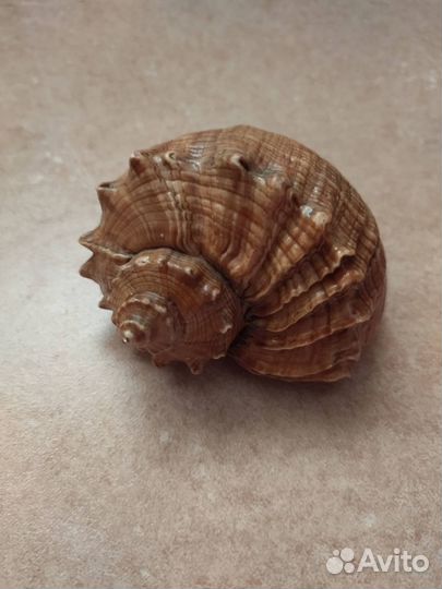 Ракушка морская большая