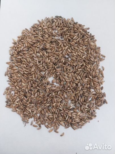 Расторопша