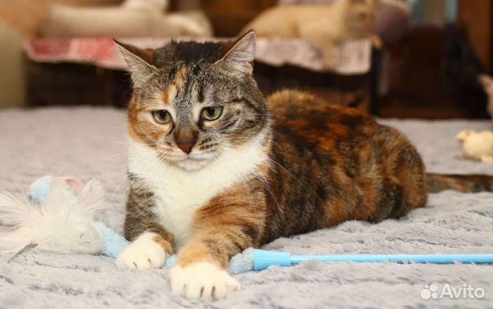 Котодевочка по имени Обнимашка ищет семью