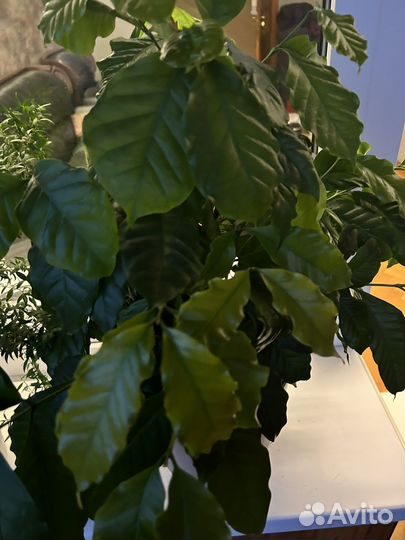 Комнатное растение