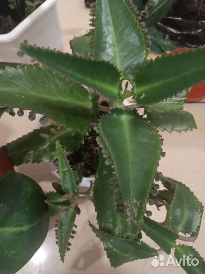 Комнатные растения