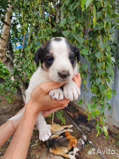 Маленькое Чудо, 1 месяц, в дар на счастье