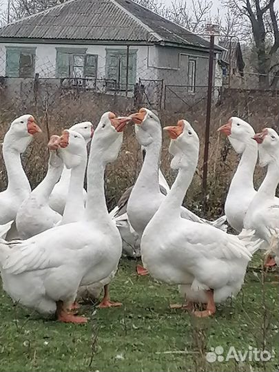 Холмогорские гуси